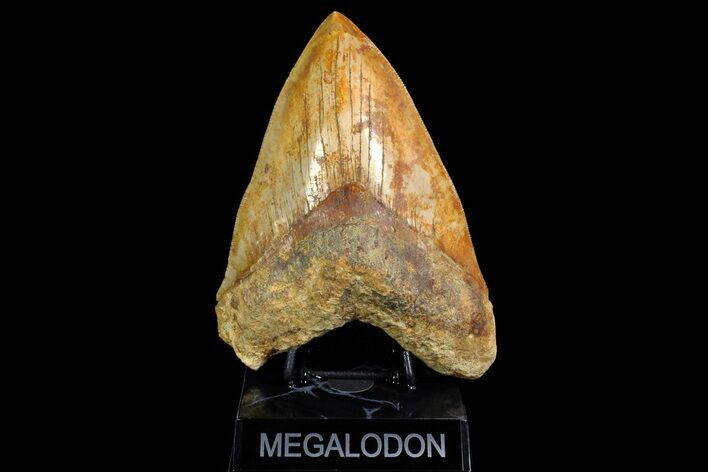 Serrated Fossil Megalodon Tooth - Massive Indonesian Meg #154641